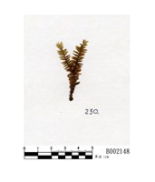 藏品(尖葉歧舌蘚)的圖片